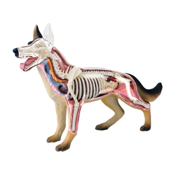 4D Pasje Inteligence Montaža Igrača Živali Organ Anatomija Medicinski Model Poučevanja DIY poljudnoznanstvene Aparati