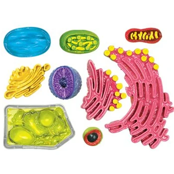 Rastlinska celica 4d master Sestavljanje puzzle igrača človeško telo organa anatomski model medicinski model poučevanja