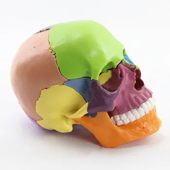 1:2 Velikost Razstaviti Pisane Človeške Lobanje Anatomski Model Anatomijo Medicinske Poučevanja Okostje Glavo Študij Poučevanje, Potrebščine