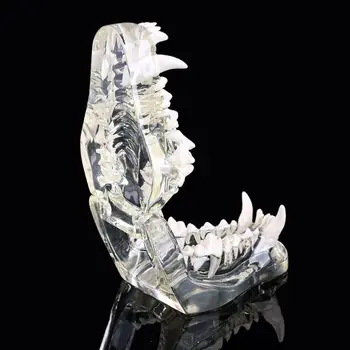 Pregledna Pes Zobe Čeljusti Zob Anatomski Model Poučevanja Predstavitvene Veterinarski Dentition Udarci