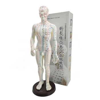 Ženski / Moški Akupunktura Model 50 cm s Kitajskimi Točk & Base PVC Človeško Telo Akupunktura Model Akupunktura Točka Model