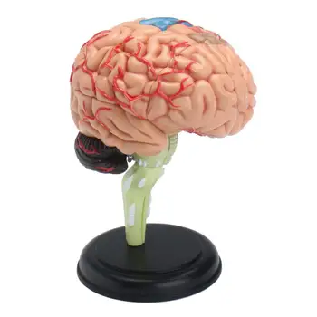 4D Anatomski Človeški Možgani Model Anatomijo Medicinske Učno Orodje, Igrače, Kipi, Skulpture Medical School Uporabo 7.2*6*10 cm