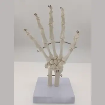 Človeške Roke Skupnega Življenja Velikost Kosti Skeleta Anatomski Model Medicinskih za Anatomijo Medicinske Znanosti učne Vire