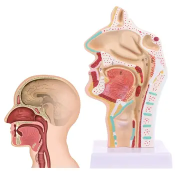 Človekove Anatomski Nosno Votlino Grlo Anatomijo Medicinske Model Poučevanja Orodje