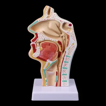 Človekove Anatomski Nosno Votlino Grlo Anatomijo Medicinske Model Poučevanja Orodje
