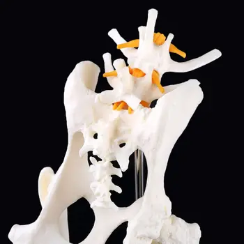 Pes Udarci Ledvenih Kolka z Stegnenice Model za Poučevanje Anatomije Okostje Zaslon
