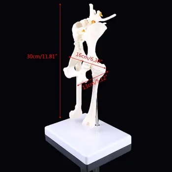 Pes Udarci Ledvenih Kolka z Stegnenice Model za Poučevanje Anatomije Okostje Zaslon