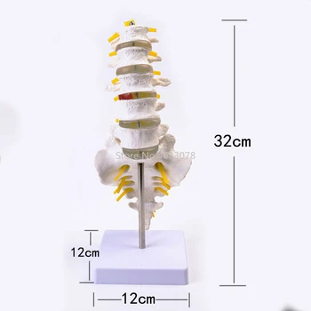 Čisto Nov Človeških Anatomskih Ledvenih Vretenc Model Repna Vretenca Anatomijo Medicinske poučevanje, potrebščine 32x12x12cm