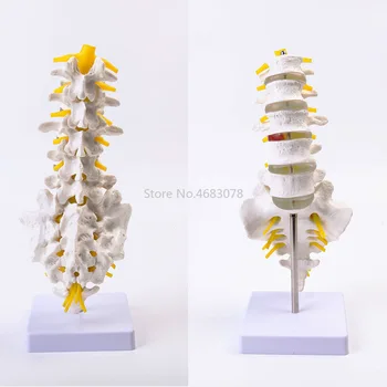 Čisto Nov Človeških Anatomskih Ledvenih Vretenc Model Repna Vretenca Anatomijo Medicinske poučevanje, potrebščine 32x12x12cm