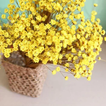 30PCS Mini Daisy Star Šopek rož Naravne Rastline Majhni Cvetlični Za Poroko DIY Doma Decoraitve Posušen Cvet