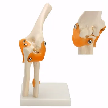 Človekove Komolec Skupni Model Anatomski Anatomija Komolec Skupni Medicinski Model Ortopeda