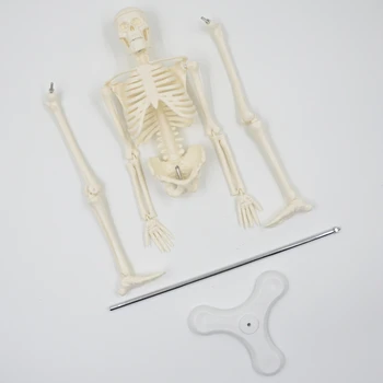 45 CM Človeških Anatomskih Anatomija Skelet Modela Medicinske Plakat Medicinske Naučijo Pomoči, Anatomijo Človeške Skeletne Model