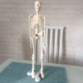 45 CM Človeških Anatomskih Anatomija Skelet Modela Medicinske Plakat Medicinske Naučijo Pomoči, Anatomijo Človeške Skeletne Model