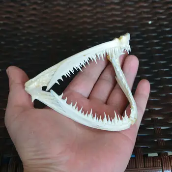 1Pcs Pravi lobanja na morsko spako Ribe usta kosti lobanje Živalske lobanje vzorec