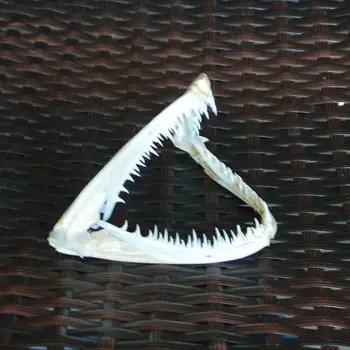 1Pcs Pravi lobanja na morsko spako Ribe usta kosti lobanje Živalske lobanje vzorec