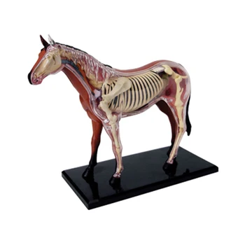 4D Konj Inteligence Montaža Igrača Živali Organ Anatomija Medicinski Model Poučevanja DIY poljudnoznanstvene Aparati