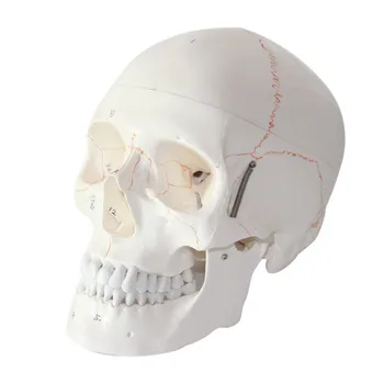Življenje Velikost Umetnostne Obrti Kip S prijavo človeške Kosti lobanje anatomija model Medicinske anatomski lobanje Poučevanje Naravoslovja Supplie