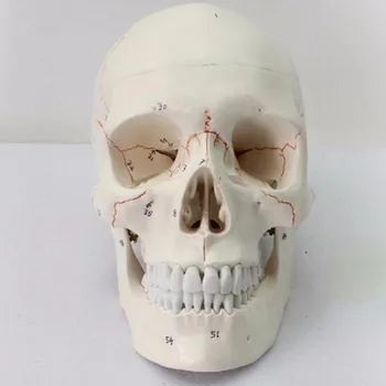 Življenje Velikost Umetnostne Obrti Kip S prijavo človeške Kosti lobanje anatomija model Medicinske anatomski lobanje Poučevanje Naravoslovja Supplie
